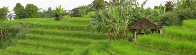 Baisse de la production et flambée du prix du riz basmati — Forex